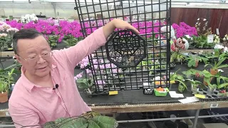 Norman Fang Live!  Episode 64 - Mounting Orchids