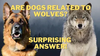 Are Dogs Related To Wolves? ( It's Not What You Think!)