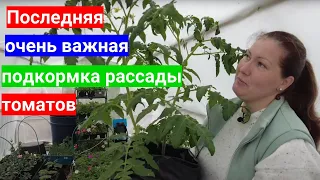 Высаживаете томаты - обязательно подкормите рассаду! Какое лучшее удобрение для рассады томатов