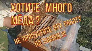 Хотите много мёда? Не пропустите эту работу на пасеке. Расширяйте правильно свои пчелосемьи.