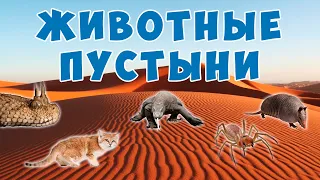 Животные пустыни   видео для детей о диких животных   Карточки Домана Монтессори