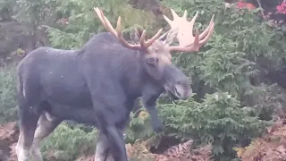 Moose2023