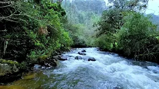 The sounds of a calming river that makes you relax, peaceful birdsong, sleep, focus, positive vibes