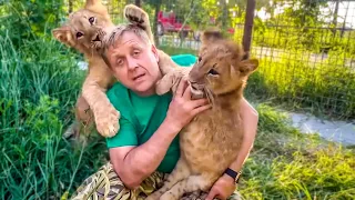 Я не помню чтобы маленькие львята были НАСТОЛЬКО ЛАСКОВЫМИ, они просто залюбили Олега Зубкова)))