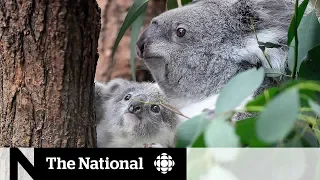 Inside a sanctuary saving koalas from Australia's bushfires