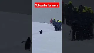 penguin join human for expedition #penguin #penguins #antartica #animals #animalfacts #animalfunny