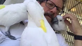 2018/05/06 Livestream | Cockatoos with Attitude I'm on top of old Smokey | Live from the Aviary