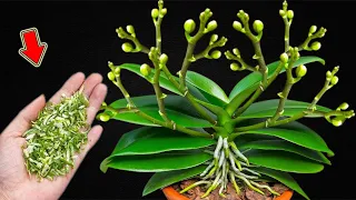 Just 1 Spoon! Orchid Plant Immediately Produces 999 Buds On 1 Flower Branch