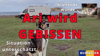 Unser Hund wird GEBISSEN! Unsere Erfahrungen | Vanlife Rumänien