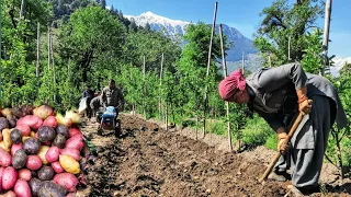 || Potato Cultivation In Kinnaur HP ||