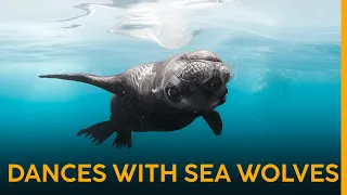 These are the FRIENDLIEST Sea Lions!