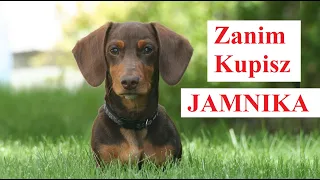 Zanim Kupisz JAMNIKA