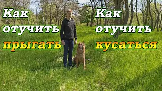 Как отучить щенка кусаться и прыгать | Что делать если щенок кусается, прыгает.