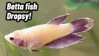 Betta Fish Dropsy Treatment