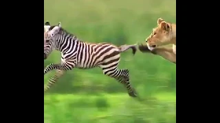 wild animals tiger Hunt zebras