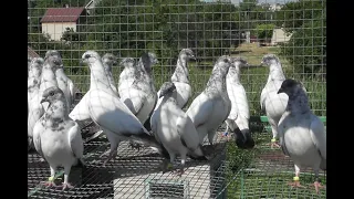 БУДАПЕШТСКИЕ ГОЛУБИ / Первые облеты молодых