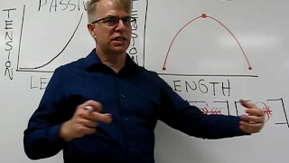 Length-Tension Curves: Passive, Active, and Combined