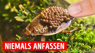 Wenn du diesen Käfer im Wasser siehst, schwimme so schnell wie möglich weg