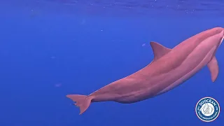 obs bell'ile 1er mai : aduncus en surface puis longs becs sous l'eau et à l’étrave