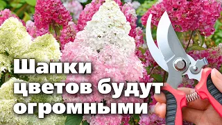 ЛЕТНЯЯ ОБРЕЗКА ГОРТЕНЗИЙ МЕТЕЛЬЧАТЫХ И ДРЕВОВИДНЫХ. Для чего и как она проводится