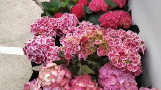 Цветочный рынок Краснодар 12 мая 2024 г