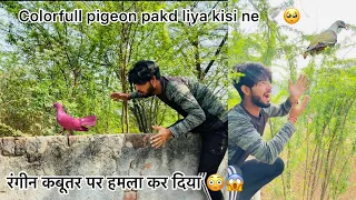 रंगीन कबूतर पकडा पहली बार 😍 !! color full pigeon catched first time 🕊 !! क्या हालत कर दी इसकी