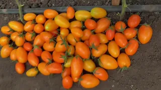 Какие сорта томатов созревают у меня в теплице первыми? Ольга Чернова.