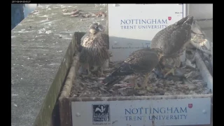 5:31 Living prey Falcon Peregrines Nottingham 4 Jun 2017