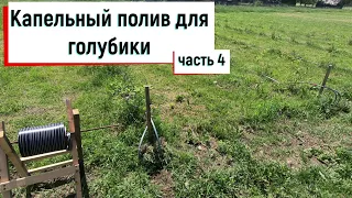 Капельный полив для голубики  Часть 4