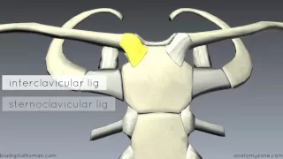 Sternoclavicular Joint - 3D Anatomy Tutorial