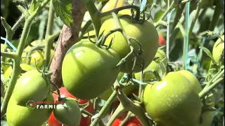 How much you need to start Tomato farming business - Horticulture