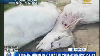 ¿El Chupa Cabras regresó a Chimaltenango? Pobladores reportan extraña muerte de cabras