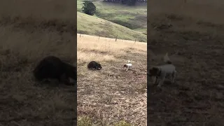 Dog vs wombat