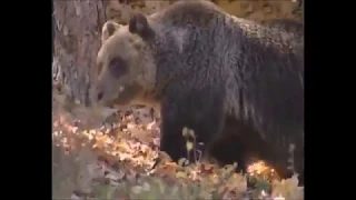 Parco Nazionale d'Abruzzo: l'orso marsicano parte 1