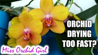 Orchid Q&A #18 - Leathery leaves, when to water Orchids & more!