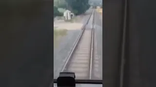 A train ran over four baby goats.