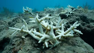 Coral Bleaching Update | Key West, Florida