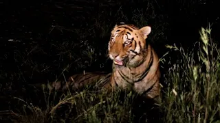 Tadoba Thriller, evening walk with Tiger