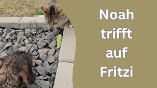 Hund gegen Katze und Marcels Enttäuschung