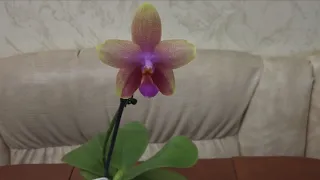 Ароматная орхидея Фаленопсис Лиодоро особенности сорта 🌸