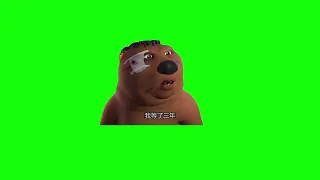 Китайский бобер - мем, хромакей (Chinese beaver memes)