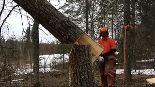 Trees That Don't Like Hinge Cutting - Tongue & Groove Tree Felling