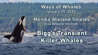 #6. Bigg's Transient killer whales | Monika Wieland Shields, Orca Behavior Institute