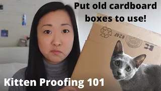 How to Kitten-Proof your Apartment