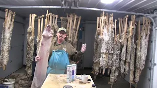 Fur Handling Coyotes from Start to Finish