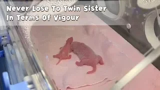 Never Lose To Twin Sister In Terms Of Vigour | iPanda