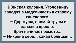 Старый Гинеколог в Женской Колонии! Сборник Свежих Анекдотов! Юмор!