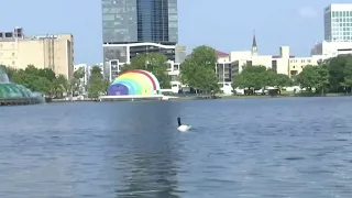 Will rose petals lead the way to swan love at Lake Eola?