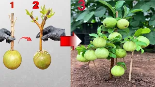 SPECIAL TECHNIQUE - Propagating guava trees with Grapefruit and Coca-Cola helps the tree grow well