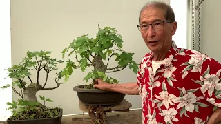 Edible Fig as Bonsai